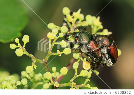 日本甲蟲 6538262