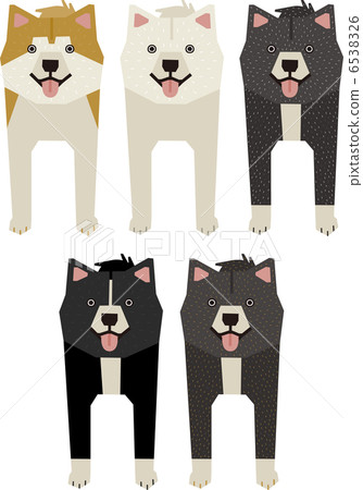 Akita dog  6538326