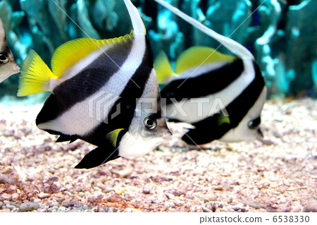 石斑紅魚 6538330