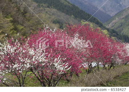 Hanamo Highway Hanamo Highway 6538427