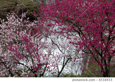 華莽和溪流 華莽和溪流 6538433