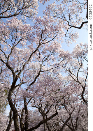 A high-end coho A high-end coho 6538462