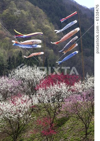 華莽和鯉魚飄帶 6538476