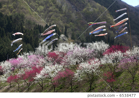 華莽和鯉魚飄帶 6538477