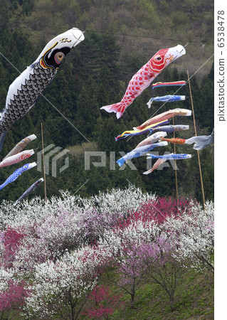 華莽和鯉魚飄帶 6538478