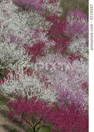 Flower peach Flower peach 6538487