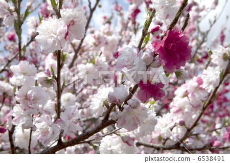 Flower peach 6538491