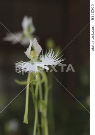 蘭科 蘭科 6538500