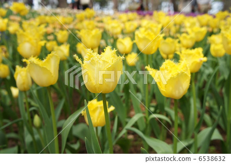 Tulip Lovelock Tulip Lovelock 6538632