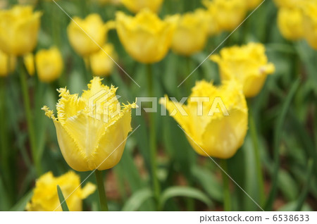 Tulip Lovelock Tulip Lovelock 6538633