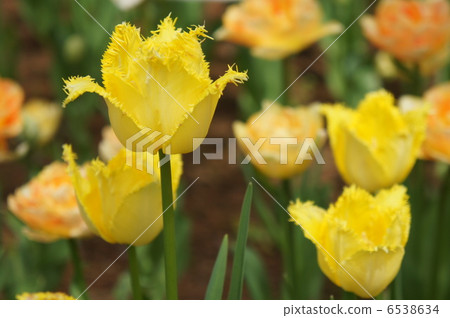 Tulip Lovelock Tulip Lovelock 6538634