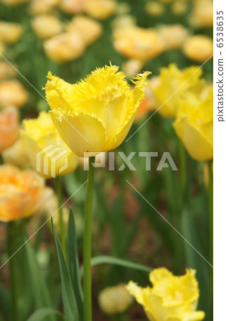 Tulip Lovelock Tulip Lovelock 6538635