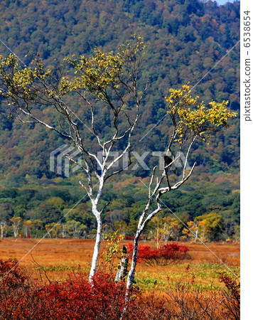 Oze National Park Ozegahara 6538654