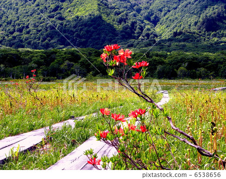 Oze National Park Ozegahara 6538656