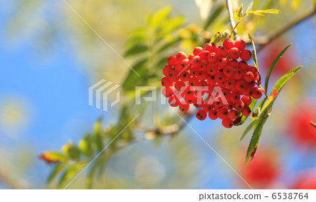 Rowanberries in early autumn. Rowanberries in early autumn. 6538764