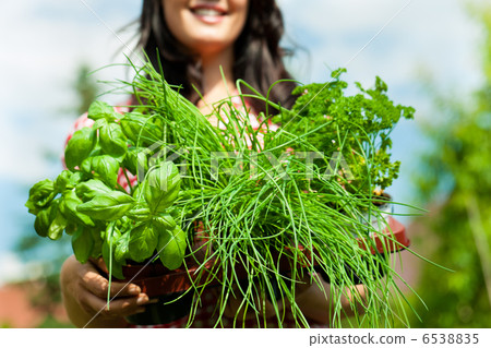 Gardening in summer - woman with herbs 6538835