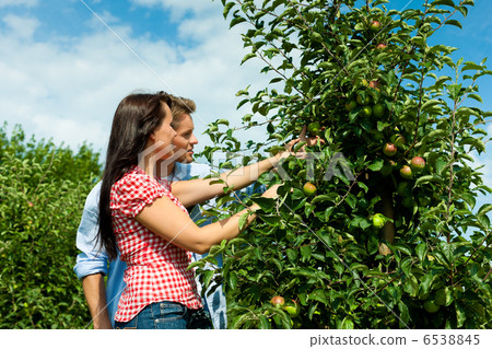 Couple harvesting apples in summer 6538845