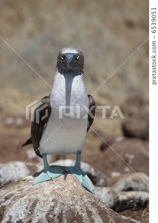 blue-footed booby, islands, ecuador 6539051