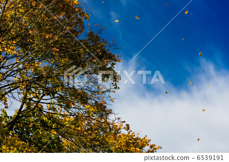 Tree in autumn or fall Tree in autumn or fall 6539191