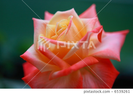 Rose (Bar du Soleil) Rose (Bar du Soleil) 6539261