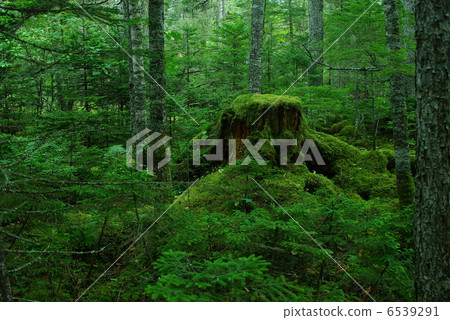 Stump covered with moss Stump covered with moss 6539291