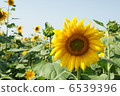 Sunflower, midsummer sunflower 6539396