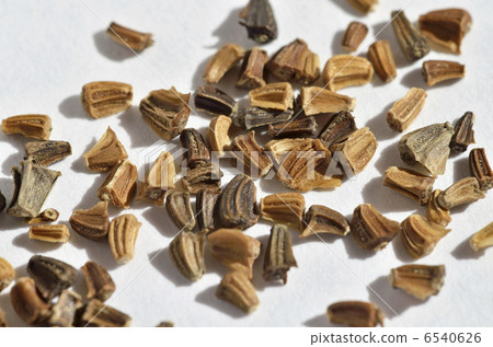 Schneek's seeds 6540626