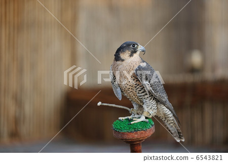arab falcon bird 6543821