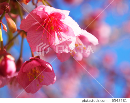 Kawazu cherry tree Kawazu cherry tree 6548581