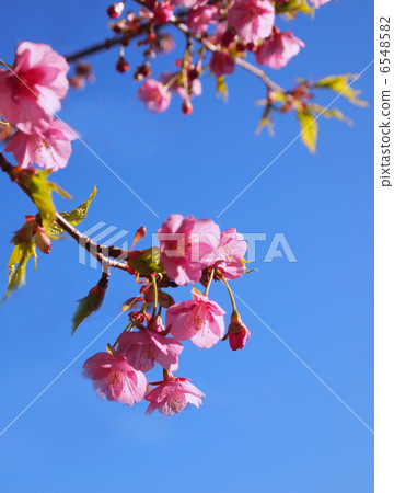 河津櫻花 河津櫻花 6548582