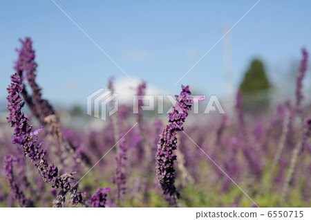 Amethyst Sage Amethyst Sage 6550715