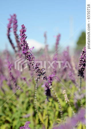 Amethyst Sage Amethyst Sage 6550716