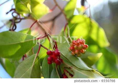 Sanekazura fruit 6550766