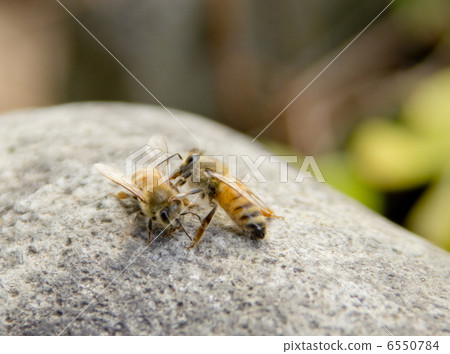 Honeybee 6550784