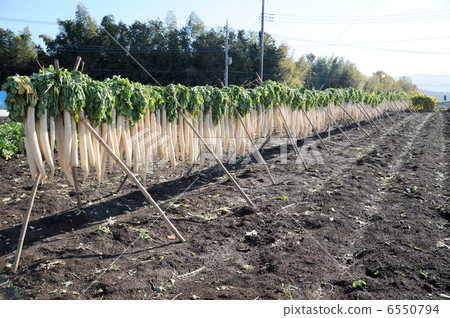 Dried radish Dried radish 6550794