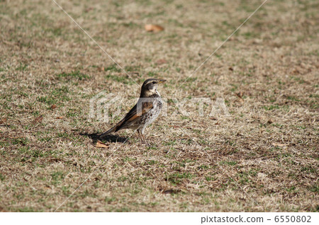 Thrush 6550802