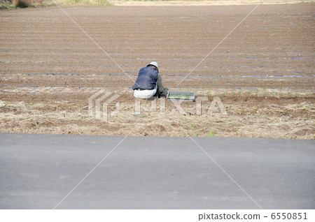 Planting of onion 6550851