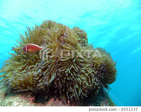 An anemonefish at the end of Onna village 6551237