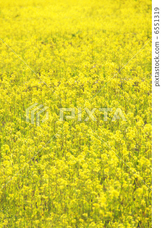 Canola flowers in full bloom Canola flowers in full bloom 6551319