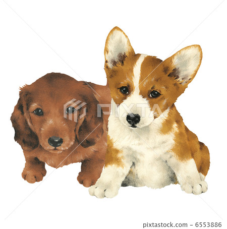 Pretty puppy 6553886