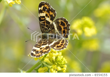 Sakahabo Hosho 6554155