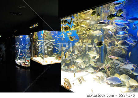 Aquarium 6554176
