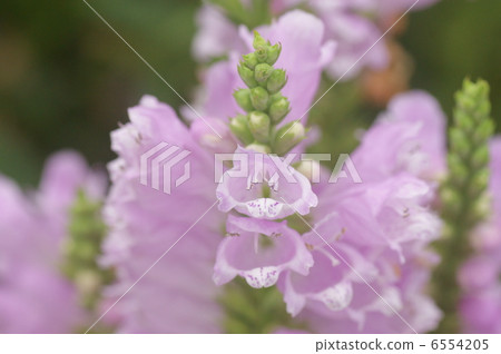 Toranoo Toranoo 6554205