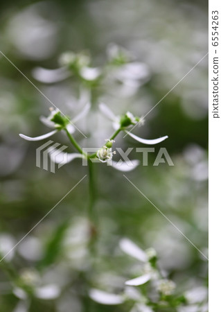 大戟·鑽石霜 6554263