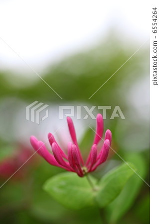 Tsukkinokinidori的芽 6554264