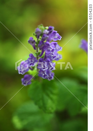 Skullcap 6554283