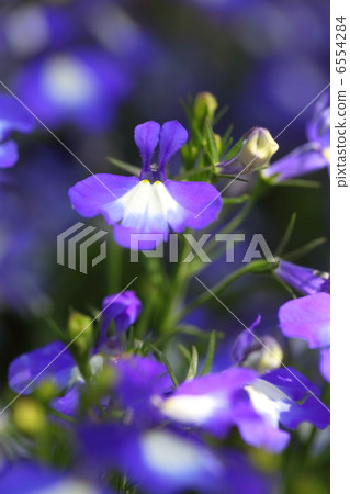 Lobelia · Annabelle 6554284