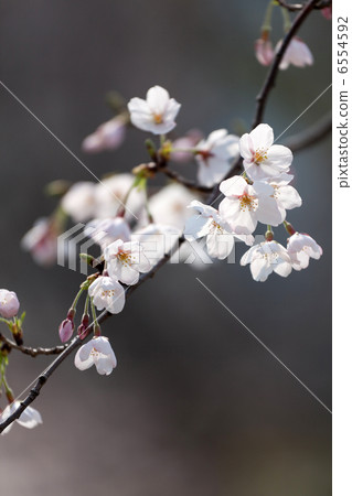 Cherry Blossoms Cherry Blossoms 6554592