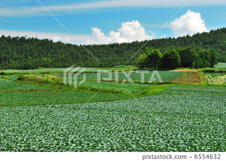 Tsumagoi cabbage Tsumagoi cabbage 6554632