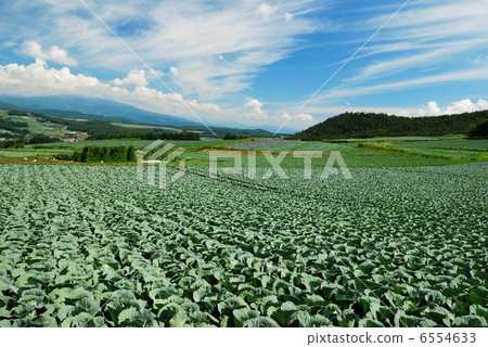 Tsumagoi cabbage Tsumagoi cabbage 6554633